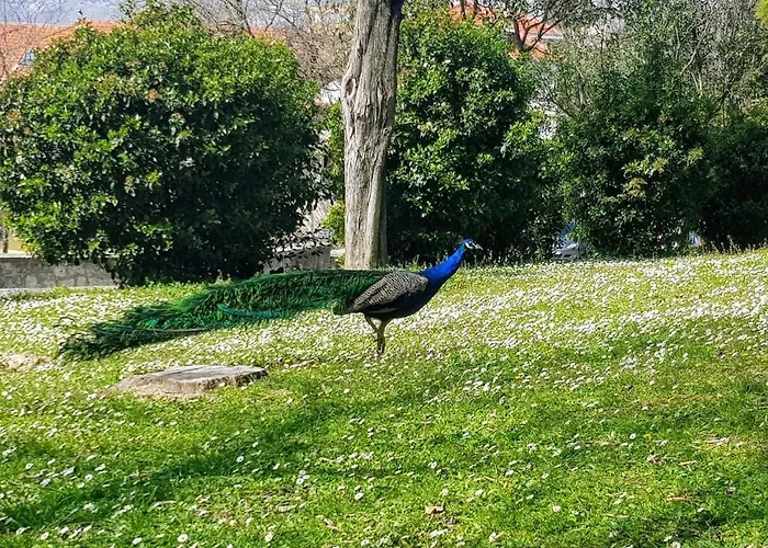 아파트 Peacock