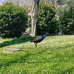 Апартаменты Peacock