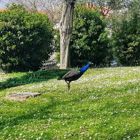شقة Peacock
